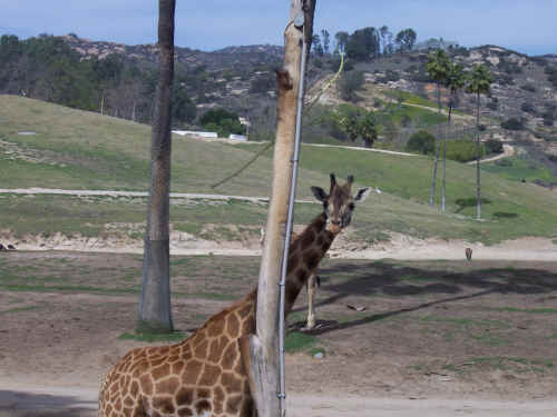 A shy giraffe.