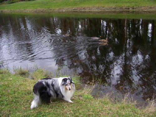 Zoë likes to play with the ducks!