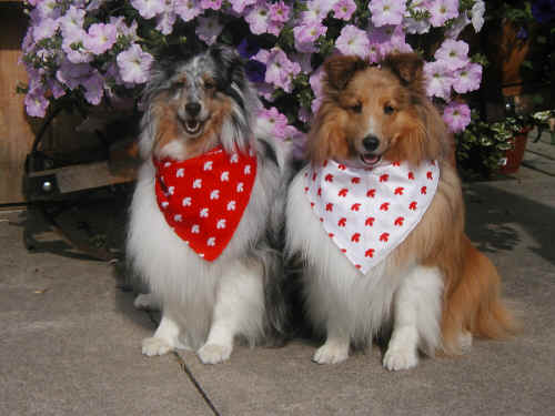 Canada Day dogs