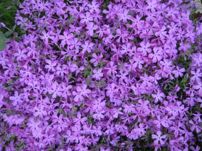 The campground had colour everywhere!