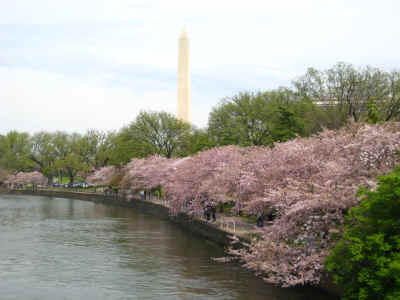 The Washington Monument