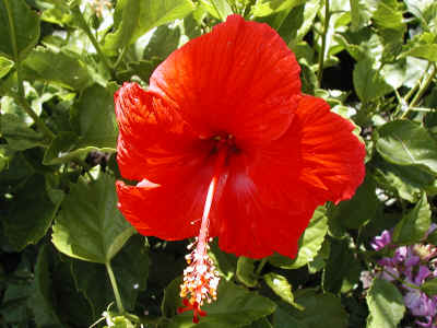 I have a hibiscus like this at home, but I have to keep it indoors all winter!