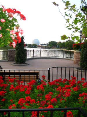 I love all the geraniums