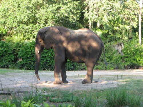 A dancing elephant!