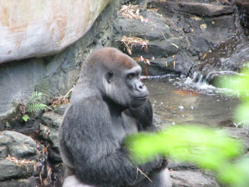 A gorilla in the stream