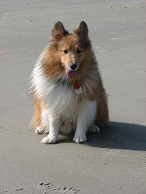 Zak just had to chase a gull into the water.