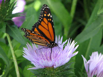 The butterfly garden is worth a visit.