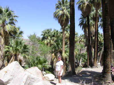 Andreas Canyon - it really is an oasis in the middle of the desert