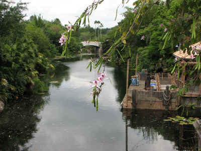 A pretty angle at Animal Kingdom