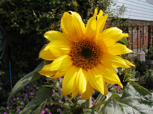 Sunflower beside the pool