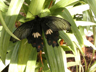 In the butterfly garden