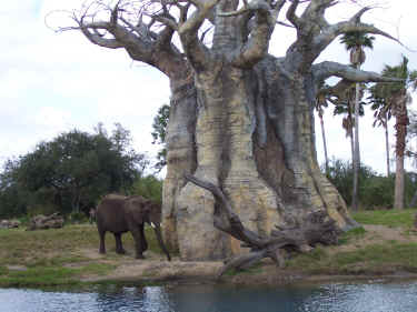 Elephant on the Kilimanjaro Safari ride.