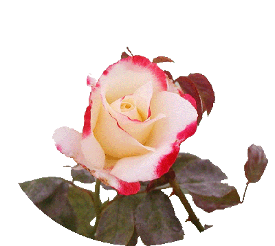 A rose from my garden