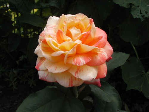 Anniversary Rose