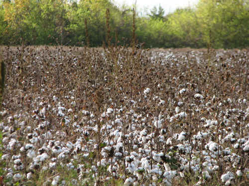 We don't see cotton fields at home!