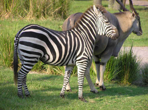 Zebra & Eland at Arusha Rock