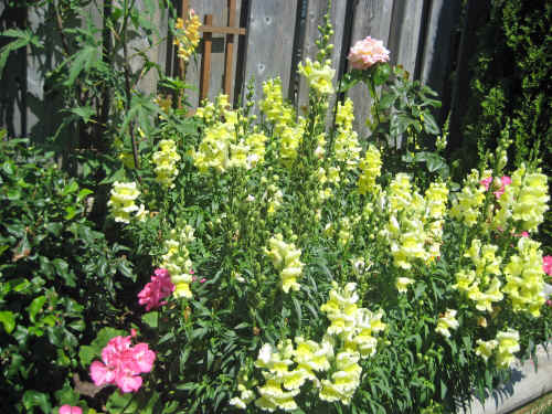 These snapdragons grew on their own.  I didn't plant them, it must be magic!