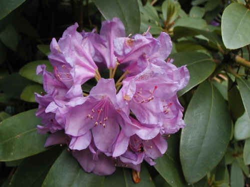 Rhododendron in my garden